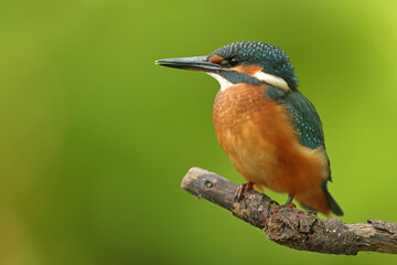 Zimorodek, (Alcedo atthis), kingfisher © Bartosz Rakoczy