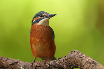 Zimorodek, (Alcedo atthis), kingfisher © Bartosz Rakoczy