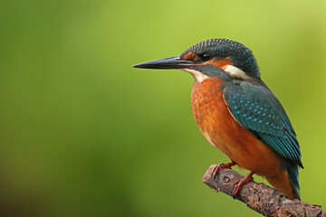 Zimorodek, (Alcedo atthis), kingfisher © Bartosz Rakoczy