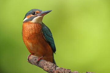 Zimorodek, (Alcedo atthis), kingfisher © Bartosz Rakoczy