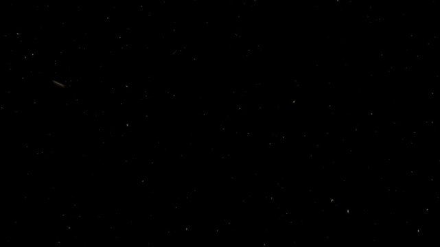 Flying Insects from Top View in Front Black Background