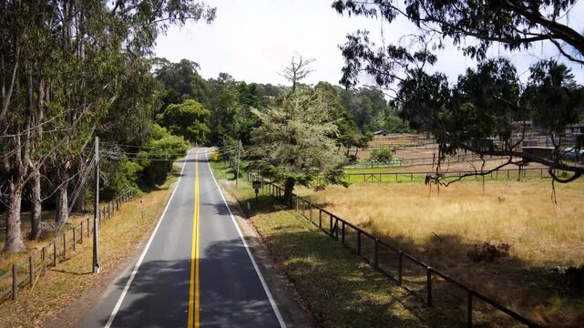 Country road with a horse in a field