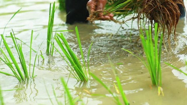 Thai farmers transplant young rice seedlings by hand in a flooded rice paddy during the planting season. This authentic rural agriculture scene highlights traditional farming practices, sustainable fo