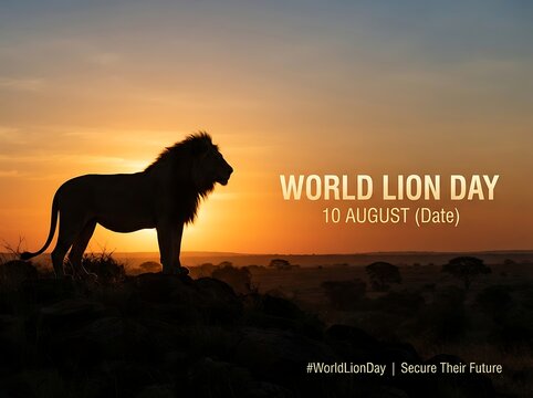 Silhouette of a male lion at sunset for world lion day
