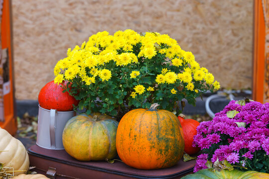 Decorative yellow and orange pumpkins, colorful chrysanthemums arranged in an autumn garden. Seasonal rustic harvest display with colorful squash and gourds. Thanksgiving and Halloween themes