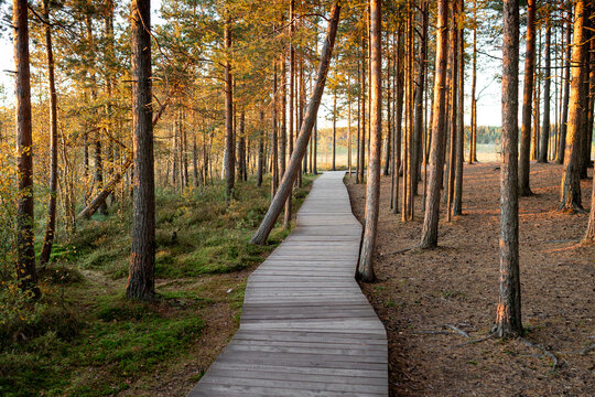 Ecological wooden trail lying through autumn pine forest at sunset. Wetland woodland with wooden pathway for comfort walking and hiking, nature exploring. 