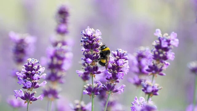  Bumblebee pollinating blooming lavender with small purple flowers, close up. Lavandula. Beneficial insects