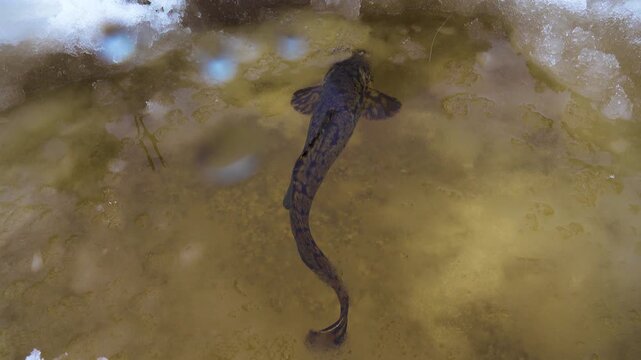 Winter (ice) fishing. Burbot is real winter fish. Burbot caught on north frozen river in hole and pulled out into snow. View of forest swampy river bank. The fish is put into an ice cage