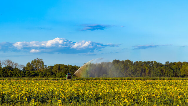 Irrigated sunflowers flourish. A machine waters big sunflowers in a field under a blue sky with fluffy clouds. The sun is shining bright.