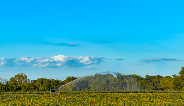 Irrigated farm field in action. Water flows from an irrigation system over a farm field with green crops under a clear blue sky.