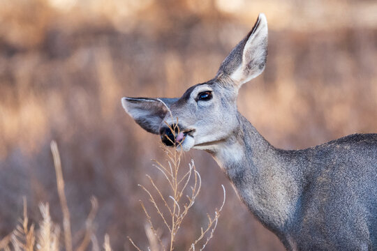 Mule Deer Feeding at Bosque del Apache
