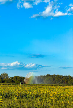 Watering sunflower field. A field of sunflowers is being watered by a system on a sunny day. Clouds are in the blue sky above the flowers.