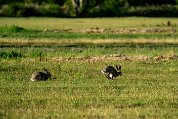 Two brown hares in a meadow, one leaping while the other feeds © Piotr