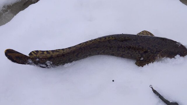 Winter (ice) fishing. Burbot is real winter fish. Burbot caught on north frozen river in hole and pulled out into snow. View of forest swampy river bank. Freshly caught fish wriggles in snow