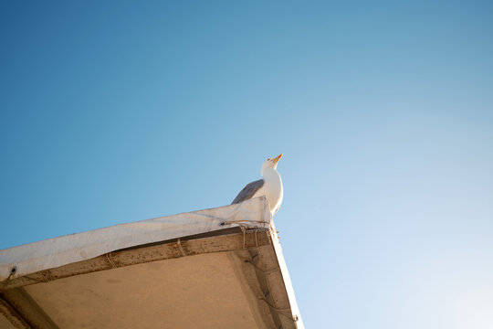 Seagull on wooden pier against blue sky in Favignana