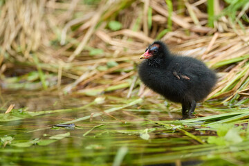 Fototapeta premium Tiny Green Legged Partridge Chicks Hiding in Lush Green Reeds
