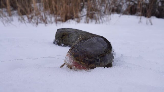Winter (ice) fishing. Burbot is real winter fish. Burbot caught on north frozen river in hole and pulled out into snow. View of forest swampy river bank. Freshly caught fish wriggles in snow