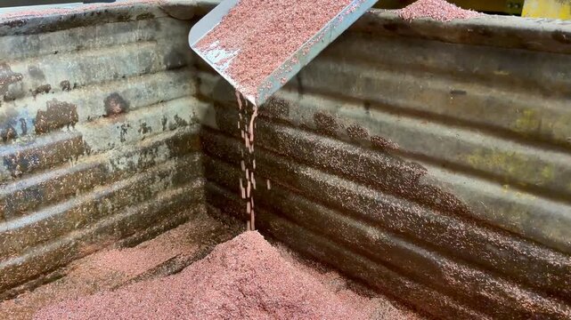 Copper granules recycled from waste power cables falling from a chute into rusty steel collection container under even industrial lighting, with flowing particles. High quality 4k footage