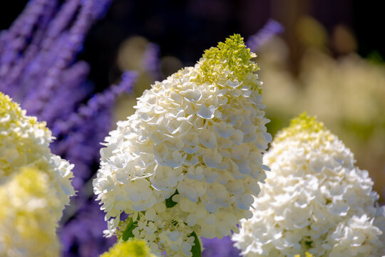 Selective focus bushes of Hydrangea paniculata flowers in the garden, White cream hortensia, Panicled hydrangea is a species of flowering plant in the family Hydrangeaceae, Natural floral background.