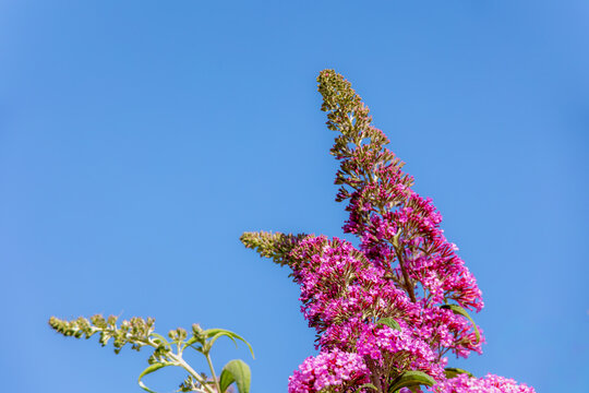 Selective focus of violet pink flowers Summer lilac (Vlinderstruik) Buddleja davidii, Butterfly-bush or Orange eye is a species of flowering plant in the family Scrophulariaceae, Natural background.