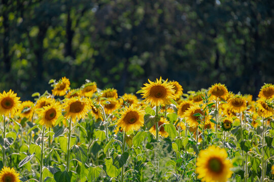 Fields of golden yellow Sunflowers with green leaves with warm sunlight in afternoon, Helianthus is a genus of annual and perennial flowering plants in the daisy family Asteraceae, Natural background.