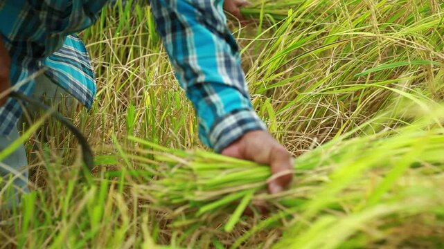 Close-up of a Thai farmer harvesting mature golden rice by hand in a traditional paddy field. The image captures authentic rural agriculture, manual harvesting techniques, sustainable farming, food pr