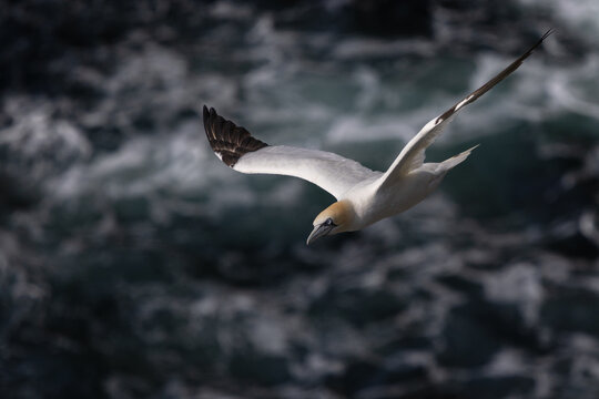 Gannet in flight, Noup Head, Westray, Orkney, Scotland