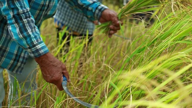Close-up of a Thai farmer harvesting mature golden rice by hand in a traditional paddy field. The image captures authentic rural agriculture, manual harvesting techniques, sustainable farming, food pr