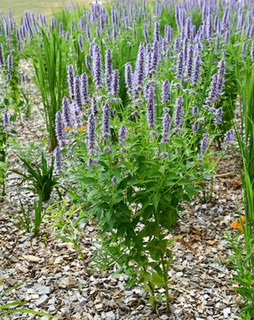 Duftnessel, in einem mit Rindenmulch bedeckten Gartenbeet
