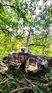Young hawk fledgling flapping wings and vocalizing loudly inside a dense forest nest in this high definition motion video footage showing a hungry baby raptor practicing flight movements for nature