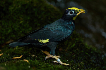Fototapeta premium Golden crested Myna Perched on a Branch Inside a Spacious Aviary
