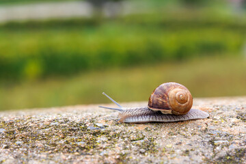Roman snail, Helix pomatia, crawling along a stone ledge against a blurred green landscape © Dina