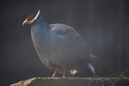 Blue eared pheasant Crossoptilon auritum standing on the ground in a zoopark