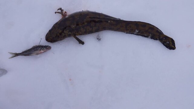 Winter (ice) fishing. Burbot is real winter fish. Burbot caught on north frozen river in hole and pulled out into snow. View of forest swampy river bank. Bait on a hook in the form of a ruff