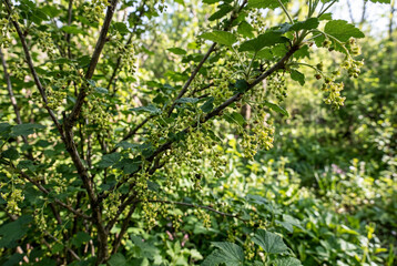 Obraz premium Flowering wild currant branch in spring forest