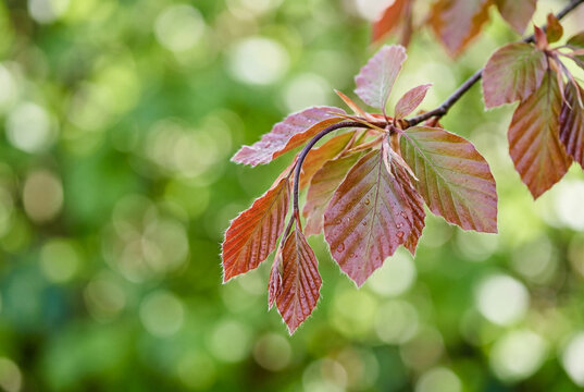 Close up of copper beech tree leaves growing on a branch