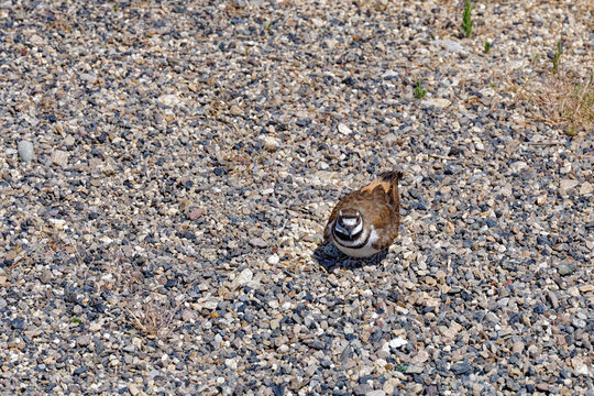 A killdeer sitting on her eggs in the gravel