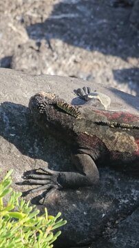 Marine iguana on rocky edge of cliff vertical video