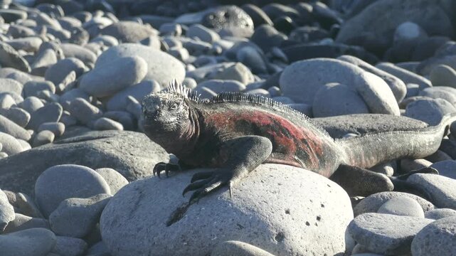 Galapagos Islands marine iguana slowing turning head to look at camera then away