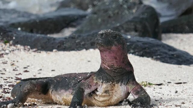 Marine iguana basking in the sun on beach of Galapagos Islands with slowly moving head and eyes