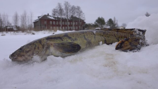Winter (ice) fishing. Burbot is real winter fish. Burbot caught on north frozen river in hole and pulled out into snow. Fish caught in the river that flows through the northern village