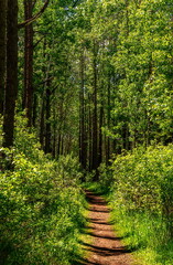 Fototapeta premium Path Through The Lush Green Forest