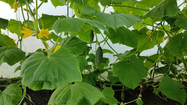 Cucumbers in the garden, cucumber vine