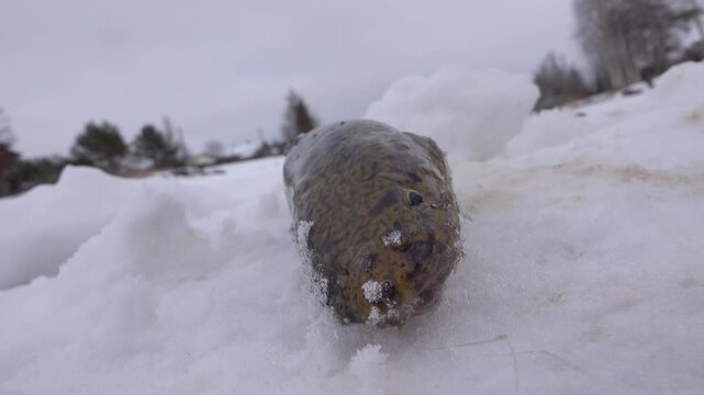 Winter (ice) fishing. Burbot is real winter fish. Burbot caught on north frozen river in hole and pulled out into snow. Fish caught in the river that flows through the northern village