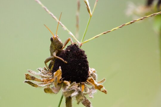 grasshopper on a flower