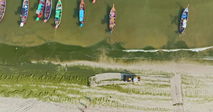Aerial shot of tropical beach cleanup activity with a tractor removing green algae from the shoreline at Patong Beach. The image emphasizes environmental care, tourism impact, and coastal restoration