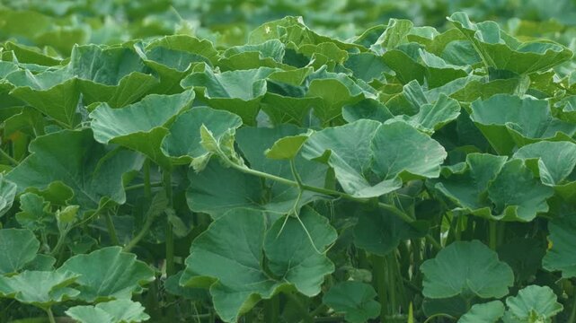 Pumpkin field