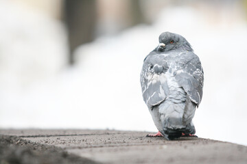 pigeon on the wall © Bartosz