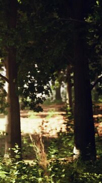 A path runs through a forest filled with tall trees. Sunlight filters through the leaves. Green plants grow along the ground in the morning light. A quiet moment in nature.
