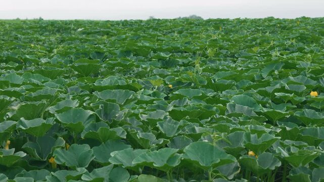 Pumpkin field